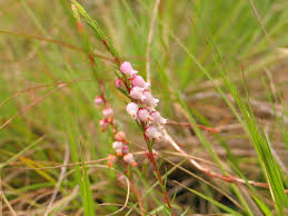 Image result for Erica whyteana