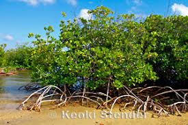 Image result for Rhizophoraceae