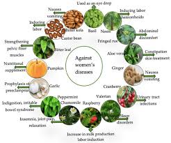 Image result for Vernonia longipedunculata