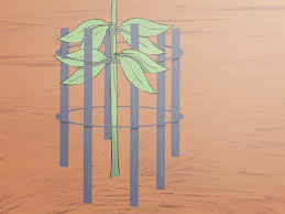 Jan 23, 2020 · a healthy oak sapling may take 15 to 20 years to reach its stage of maturity. How To Grow An Oak Tree From An Acorn 15 Steps With Pictures