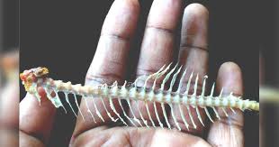 Best way to unstuck fish bone from your throat just in one second. Fish Bone Stuck In Your Throat Natural Ways To Get Rid Of It Ashadidi