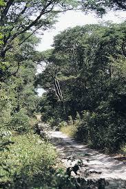 Image result for Triainolepis sancta