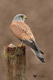 Uk Birds Of Prey Images Pin On Falconary