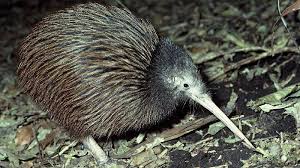 Evening Kiwi Walk Tawharanui Sanctuary Ex Matakana Epic Deals And Last Minute Discounts