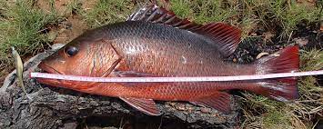 Salah satu umpan yang disukai oleh ikan mas adalah berupa pelet. Info Spesies Profil Siakap Merah Serigala Muara Umpan
