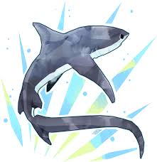 Download Thresher Shark By Stormful On Deviantart Cute Thresher Shark Drawing Full Size Png Image Pngkit 35 cute & easy animal drawing ideas. cute thresher shark drawing