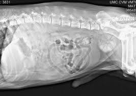 The dog's immune system might not work properly anymore because of carcinoma, therefore its other lesions would heal slowly because it is already. Tumors Of The Abdominal Cavity Veterian Key