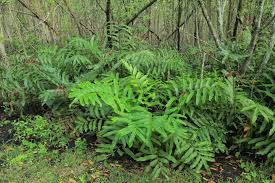 Image result for Acrostichum aureum