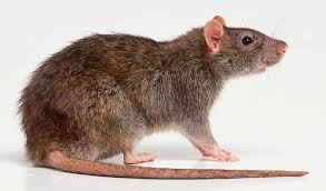 How to identify foundation problems. Rodent Removal Pacific Nw Pest Control Portland Vancouver