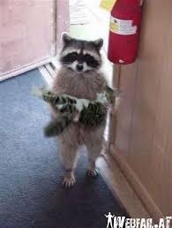 Ich Habe Ihre Katze Gefunden Win Bild Cute Animals Cute Baby Animals Weird Animals