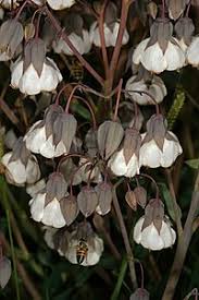 Image result for Trichodesma physaloides