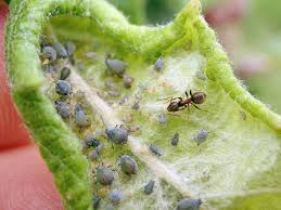 Image result for mospilan prodej