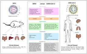 Changes in the value of 1 eurozone euro in leocoin. Viruses Free Full Text Of Mice And Men The Coronavirus Mhv And Mouse Models As A Translational Approach To Understand Sars Cov 2 Html