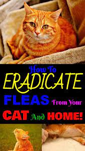 Make Your Cat Comfortable Again And Get Rid Of All The Fleas From Your Home Naturally Fleas Cat Home Cleaning Hac Home Remedies For Fleas Cat Fleas Fleas