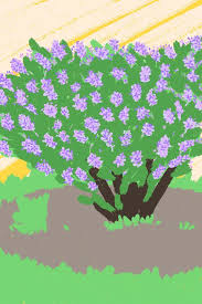 Patio furniture, fire pits & heaters, outdoor lighting How To Grow A Lilac Bush Tips For Growing Lilac