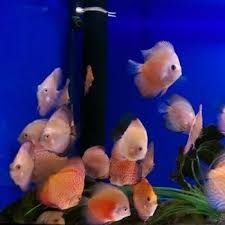 Once you're a member of the preuss pets family, you're a member for life! Aquatic Supplies In London Woodford Aquatics