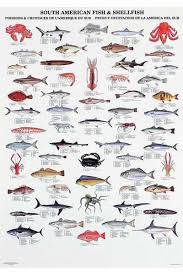 Merchandise Fish Chart Sea Fish Shellfish
