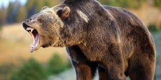 See more of ursus arctos on facebook. Grizzly Bear Ursus Arctos Horribilis Dinoanimals Com