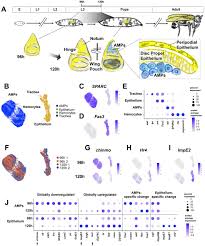 Maybe you would like to learn more about one of these? Single Cell Transcriptomics Of The Drosophila Wing Disc Reveals Instructive Epithelium To Myoblast Interactions Biorxiv