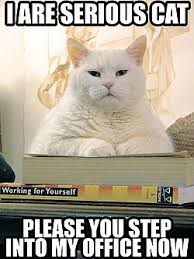 Image result for i can has cheezburger