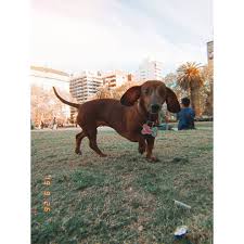 Dog Dachshund Sausagedog Sausage Dachshund Love Perrosalchicha Teckeldog Dachshund World Dachs Teckel