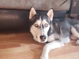 Find a dog boarding sitter near you. Dog Boarding Near Me Bethany S Blog Dog Training For Utah County