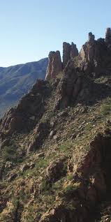 Image result for Tragia lasiophylla