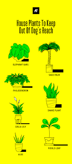 Bring frischen wind in deine garderobe mit den neuesten trends von elephant. What Indoor Plants Are Toxic For Dogs