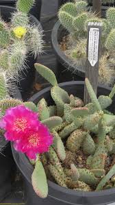 The cold hardy prickly pears don't grow very tall, maybe a foot tall, and spread out on the ground. Cold Hardy Cactus Opuntia With Punch By Ethne Clarke
