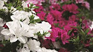 Azalea Flower Monocot Best Flower Wallpaper