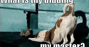 What Is Thy Bidding My Master Dog Cat Animal Magic Cats