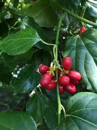 Image result for Tiliacora