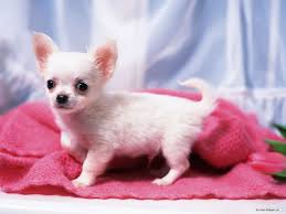 I'm contacting you because if you are considering a pup from debbie, you. 46 Free Chihuahua Puppy Wallpapers On Wallpapersafari