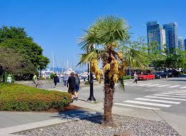 May 26, 2021 · natural christmas trees will be collected on your regular green cart collection day. Palm Trees Of Canada Page 19 Skyscraperpage Forum