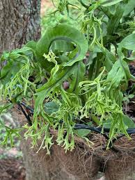 Image result for Microsorum punctatum