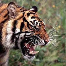 One Pic Angry Tiger Roar Tiger Roaring Tiger Pictures Animals