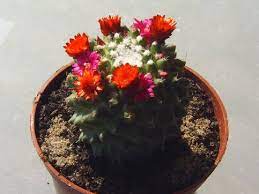 Whether or not an individual cactus plant blooms depends on its age and the care it gets. Cactus Flowers Real Or Fake On Line Guide To The Positive Identification Of Members Of The Cactus Family