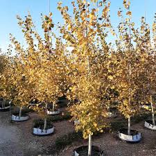 Image result for Prairie Gold