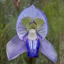 Image result for Disa hircicornis