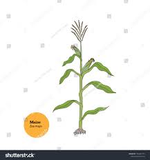 Image result for Zea mays