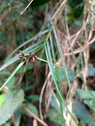Image result for Scleria xerophila