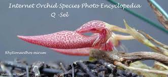 Image result for Satyrium chlorocorys