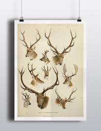 Antique Deer Elk Antlers Scientific Chart Poster Print Deer Head Natural History Wild Life Wall Art Wall Decor 8x10 11x14