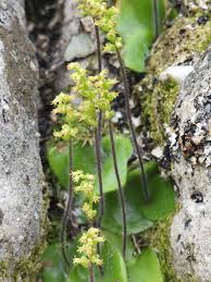 Image result for Holothrix villosa