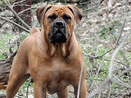 The Boerboel Is A Big Strong And Intelligent Working Dog Origin South Africa Life Span 10 12 Years Hypoallergeni Mastiff Dog Breeds Mastiff Dogs Boerboel
