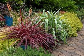 Cordyline Design A Line Red Foliage Perennial In Garden Border With Astelia Silver Shadow Rosemary Chef S Choice Plants Variegated Plants Foliage Plants
