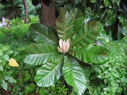 Image result for Chrysophyllum