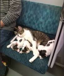 On The Subway 10 Photos Cats Cute Cats Kittens