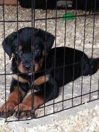 A po box 695, sunbury, oh 43074 rescue helping to find loving homes for dogs. Free Rottweiler Puppies In Ohio