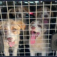 Meet the B-52's litter